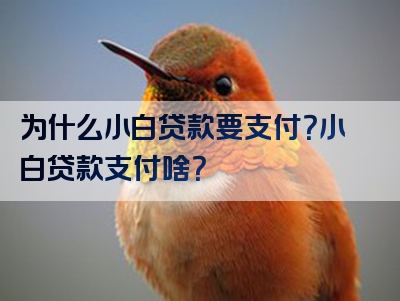 为什么小白贷款要支付？小白贷款支付啥？